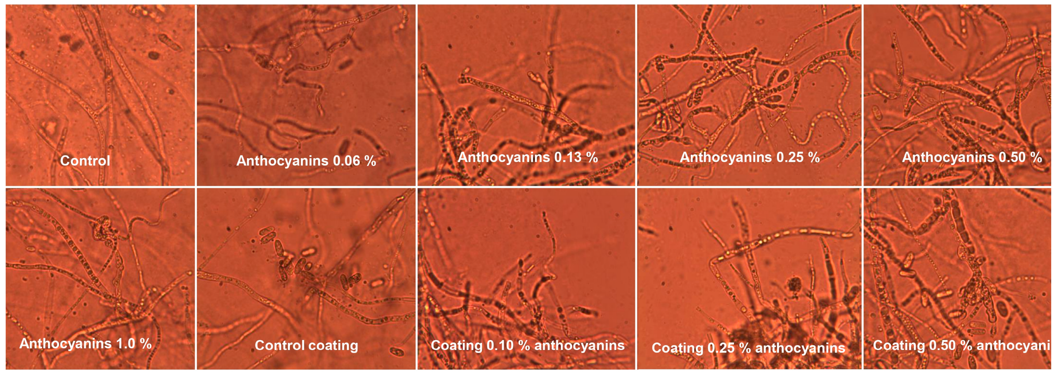 Processes 13 00542 g009