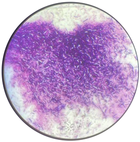 Processes 13 00662 i001