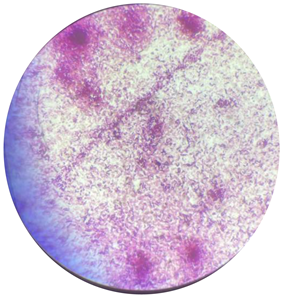 Processes 13 00662 i002