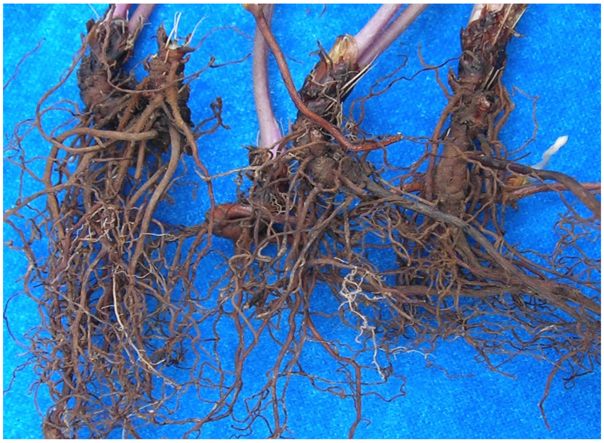 Processes 13 00844 g001