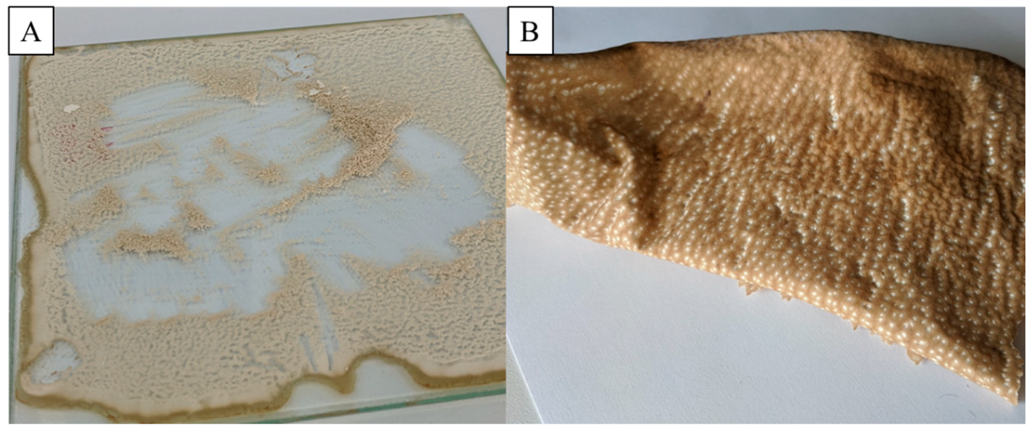 Processes 13 01105 g004