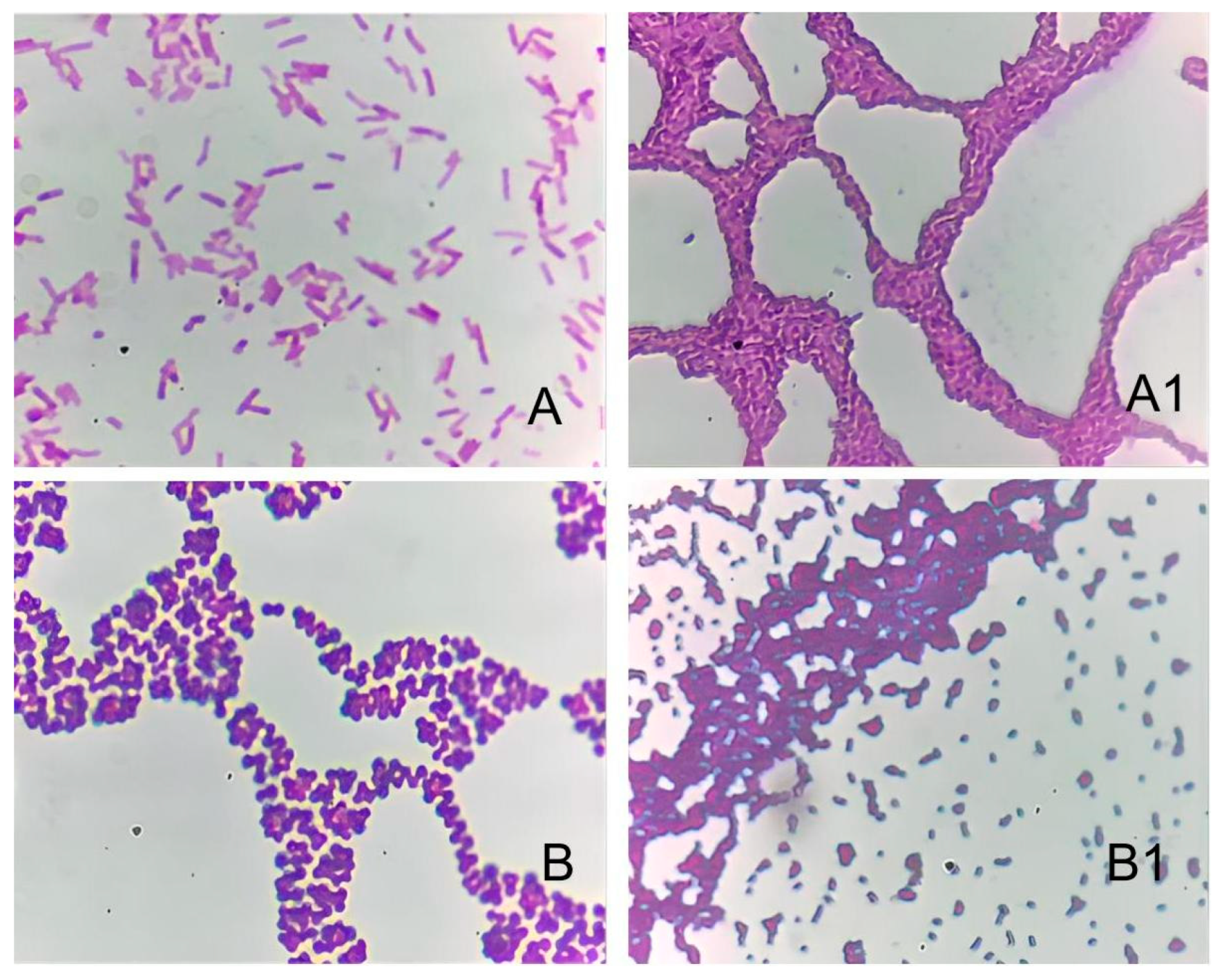 Processes 13 01108 g006