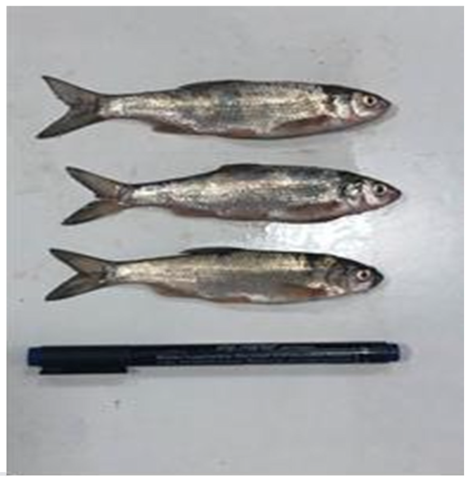 Processes 13 01251 g002