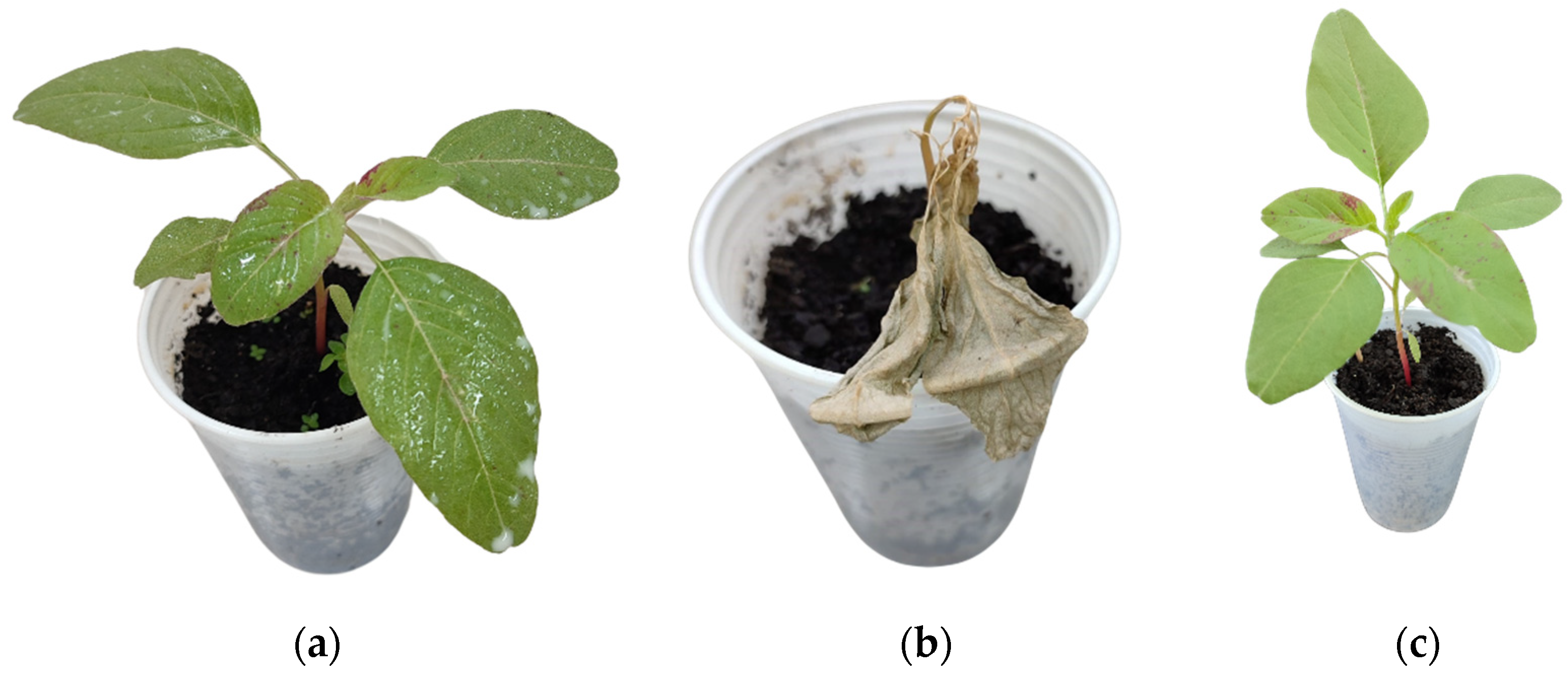 Processes 13 01488 g003