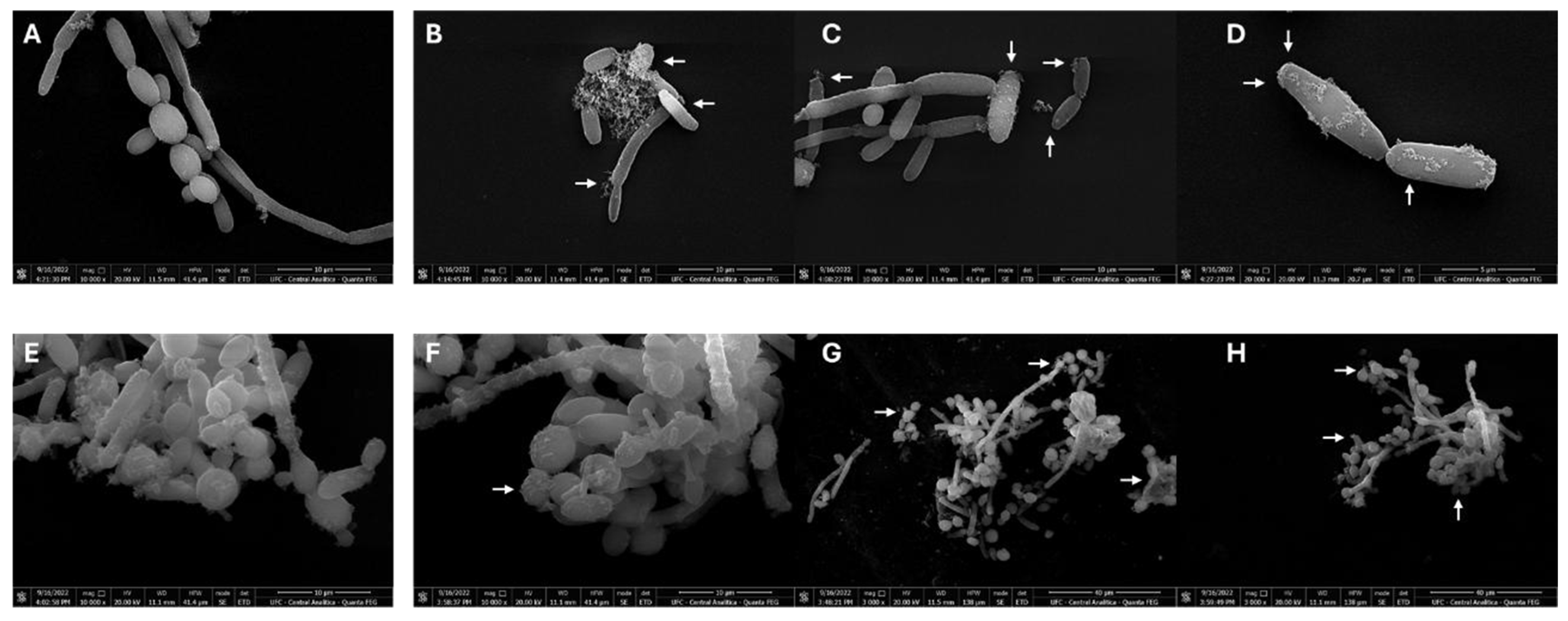 Processes 13 01569 g006
