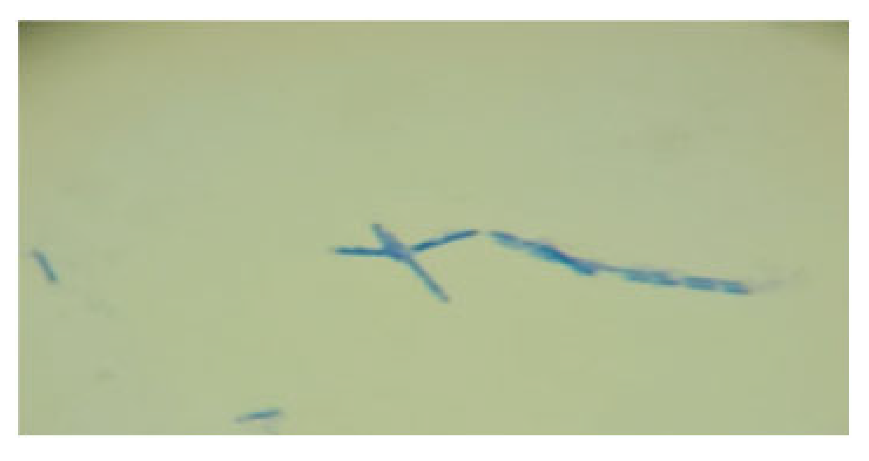 Processes 13 01644 i007 Processes 13 01644 i007