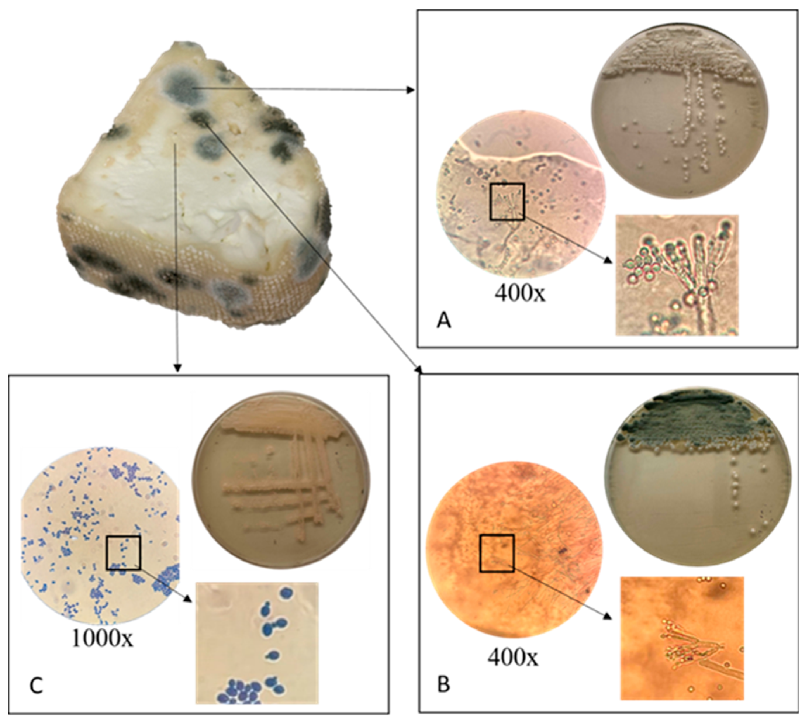 Processes 13 01881 g001