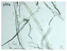 Processes 13 01930 i003