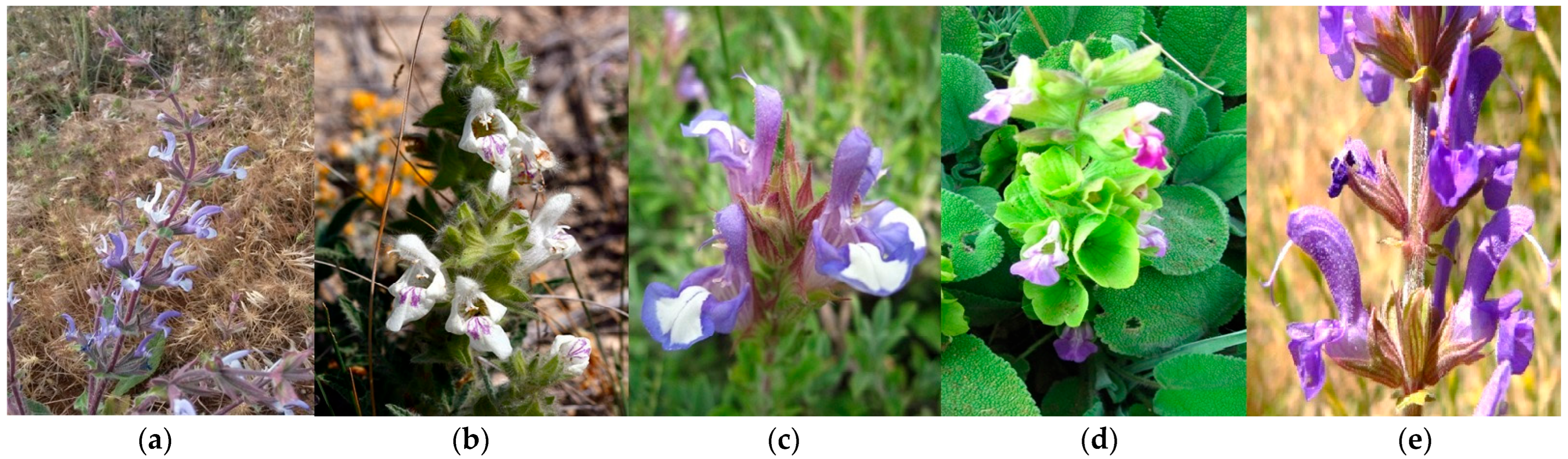 Processes 13 02011 g001