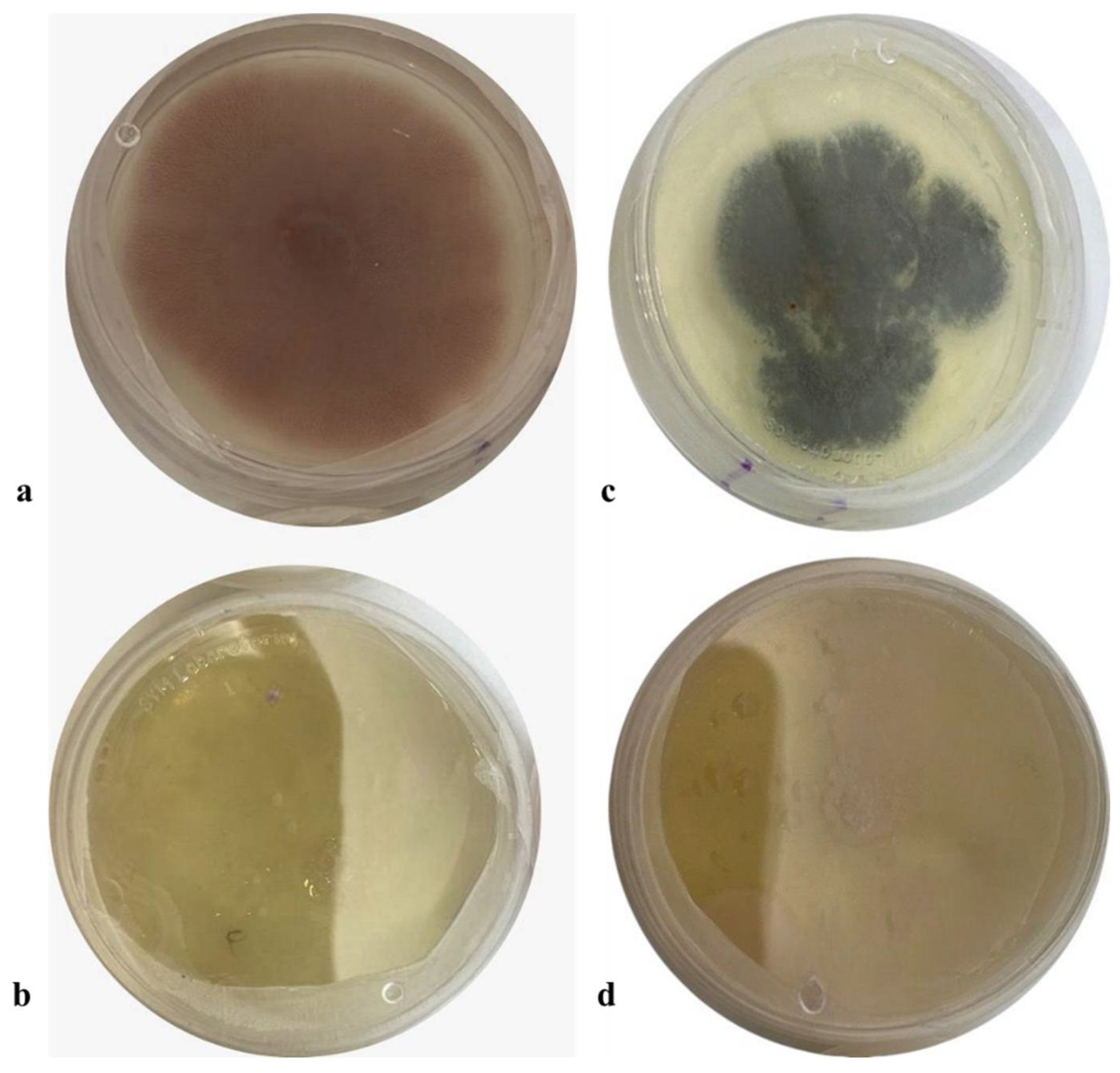Processes 13 02064 g008
