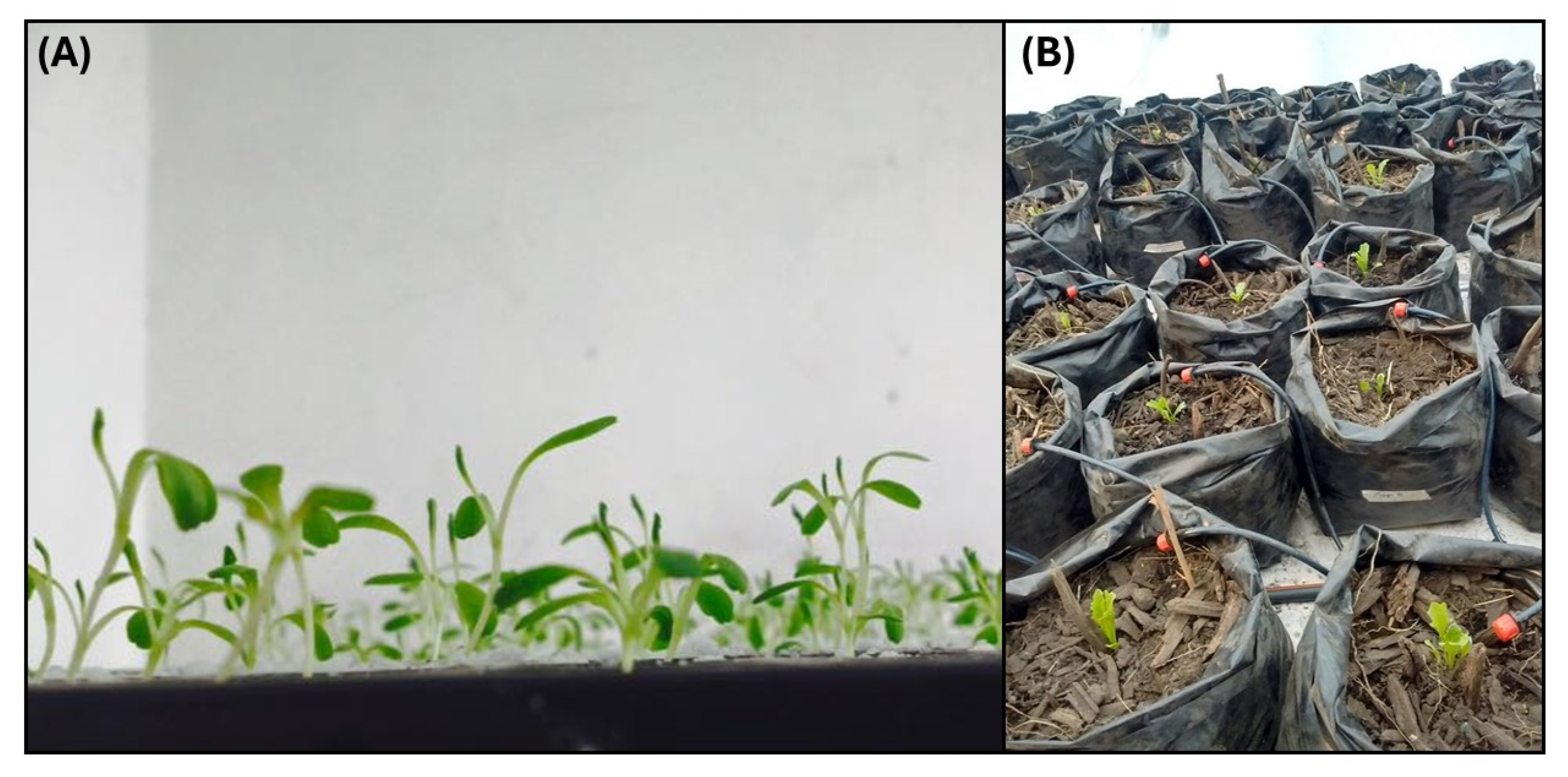 Processes 13 02285 g004