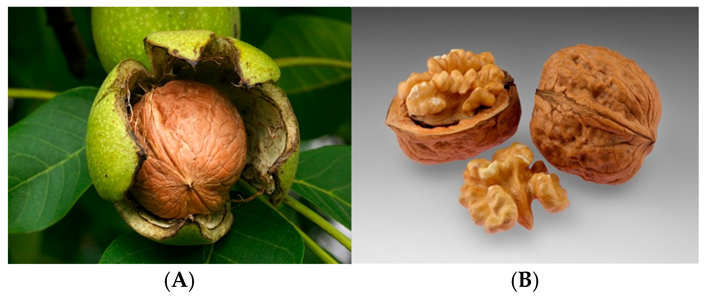 Processes 13 02444 g001 Processes 13 02444 g001