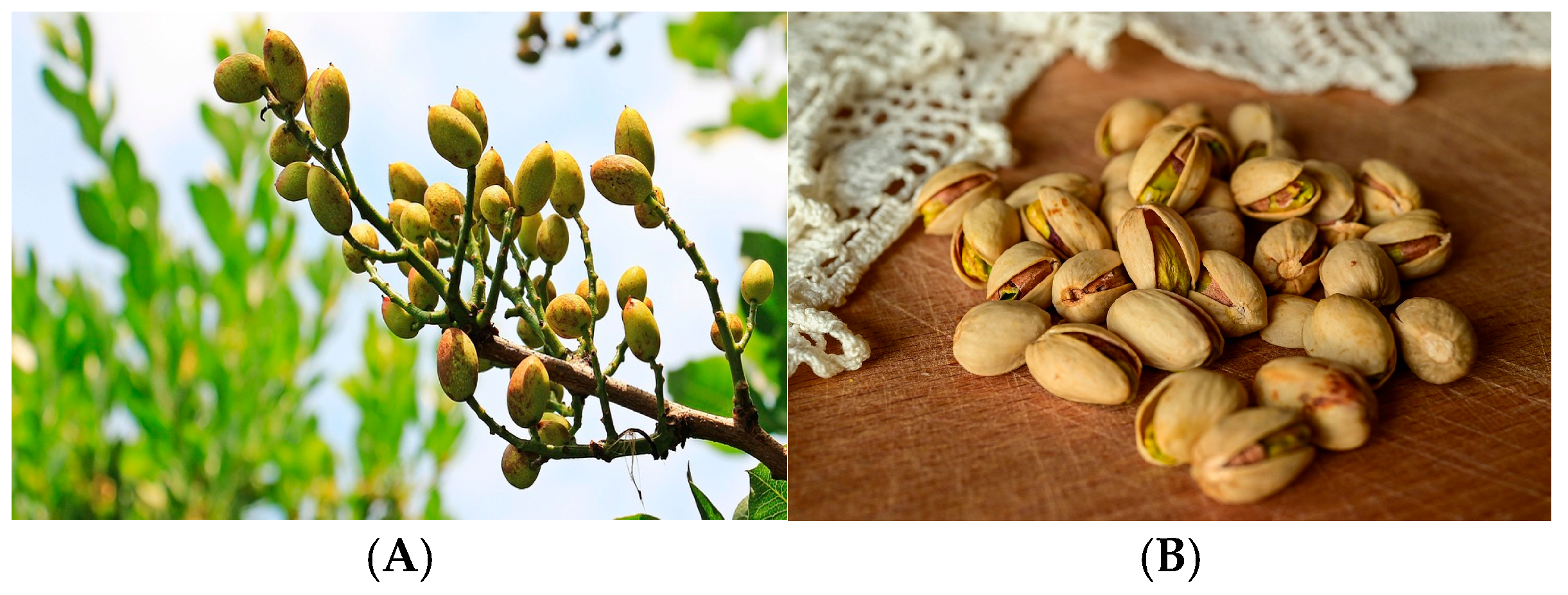 Processes 13 02444 g003 Processes 13 02444 g003