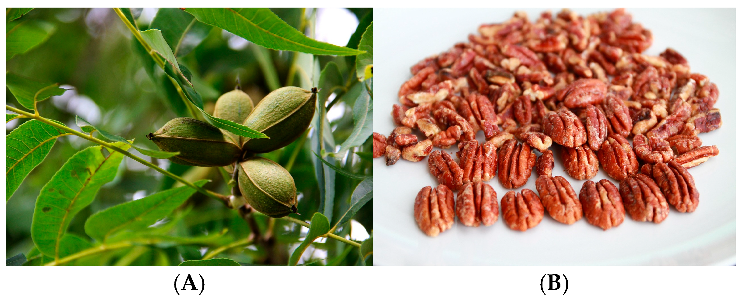 Processes 13 02444 g004 Processes 13 02444 g004