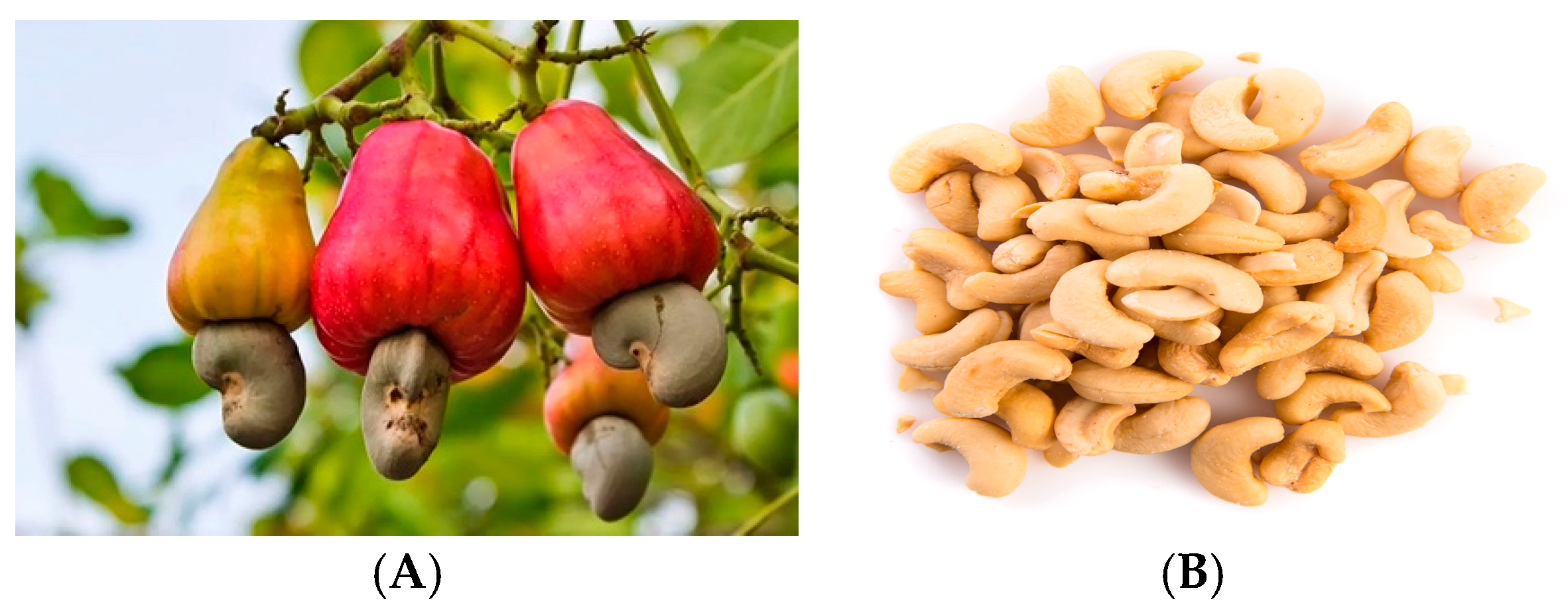 Processes 13 02444 g006 Processes 13 02444 g006