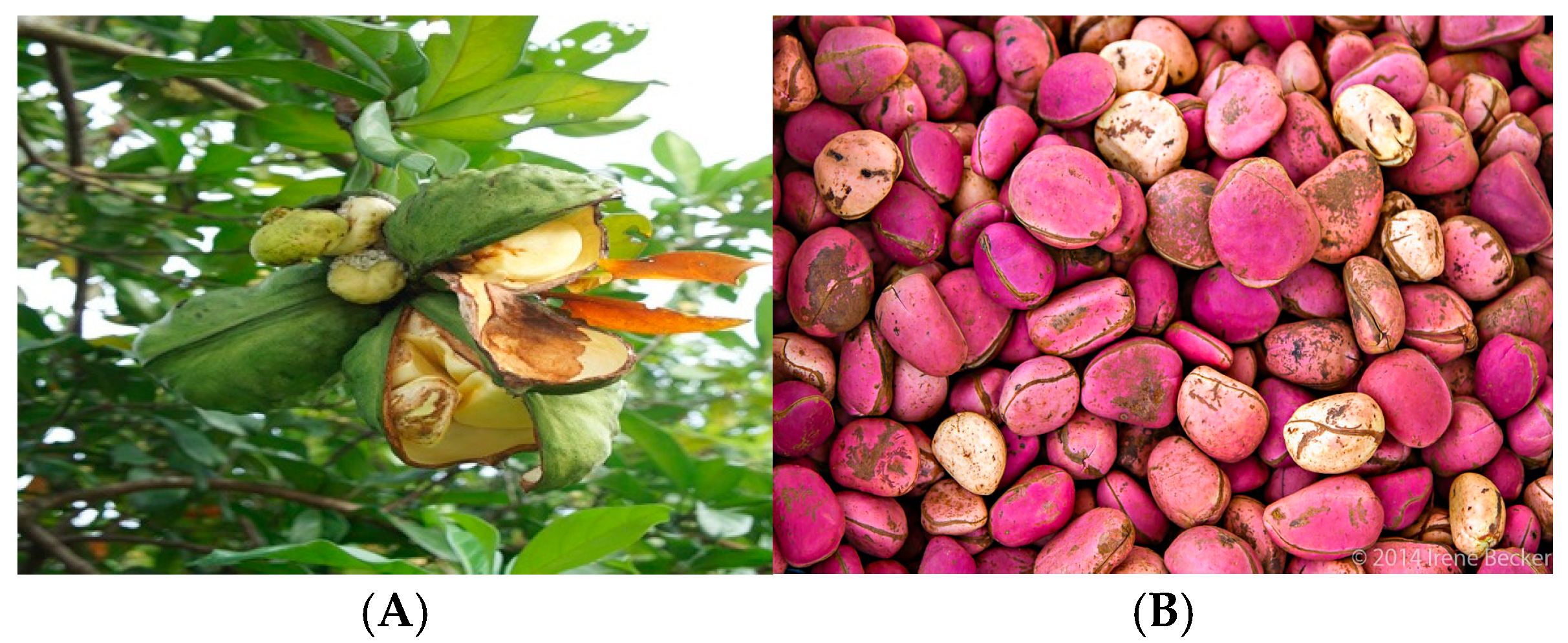 Processes 13 02444 g007 Processes 13 02444 g007