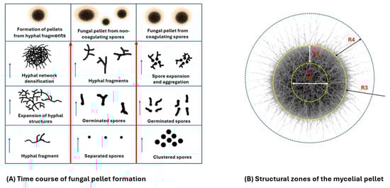 Processes 13 02452 g002