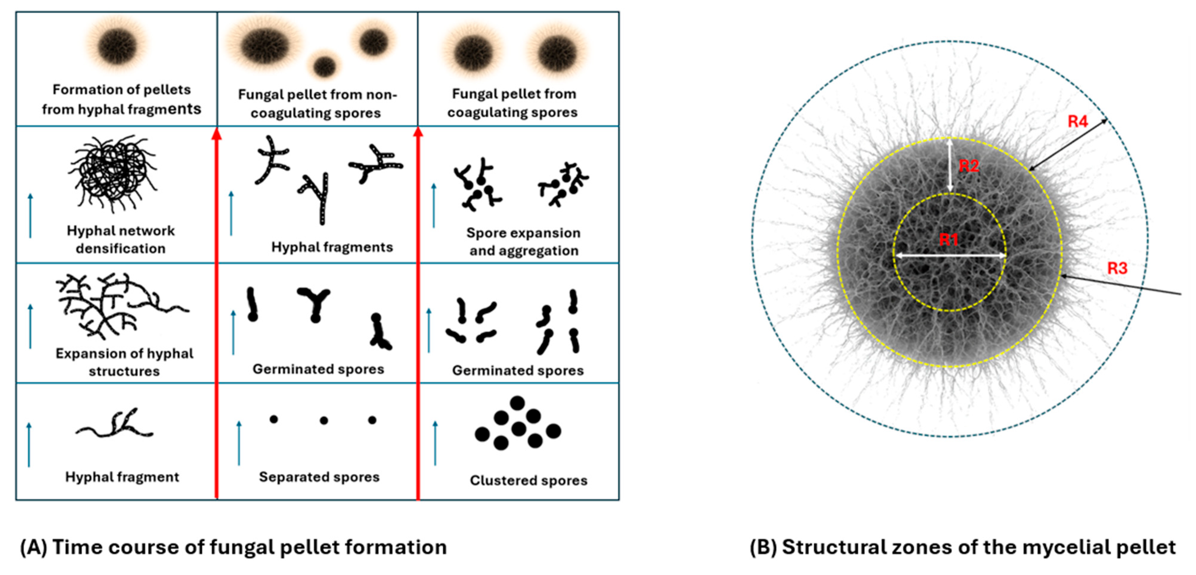 Processes 13 02452 g002