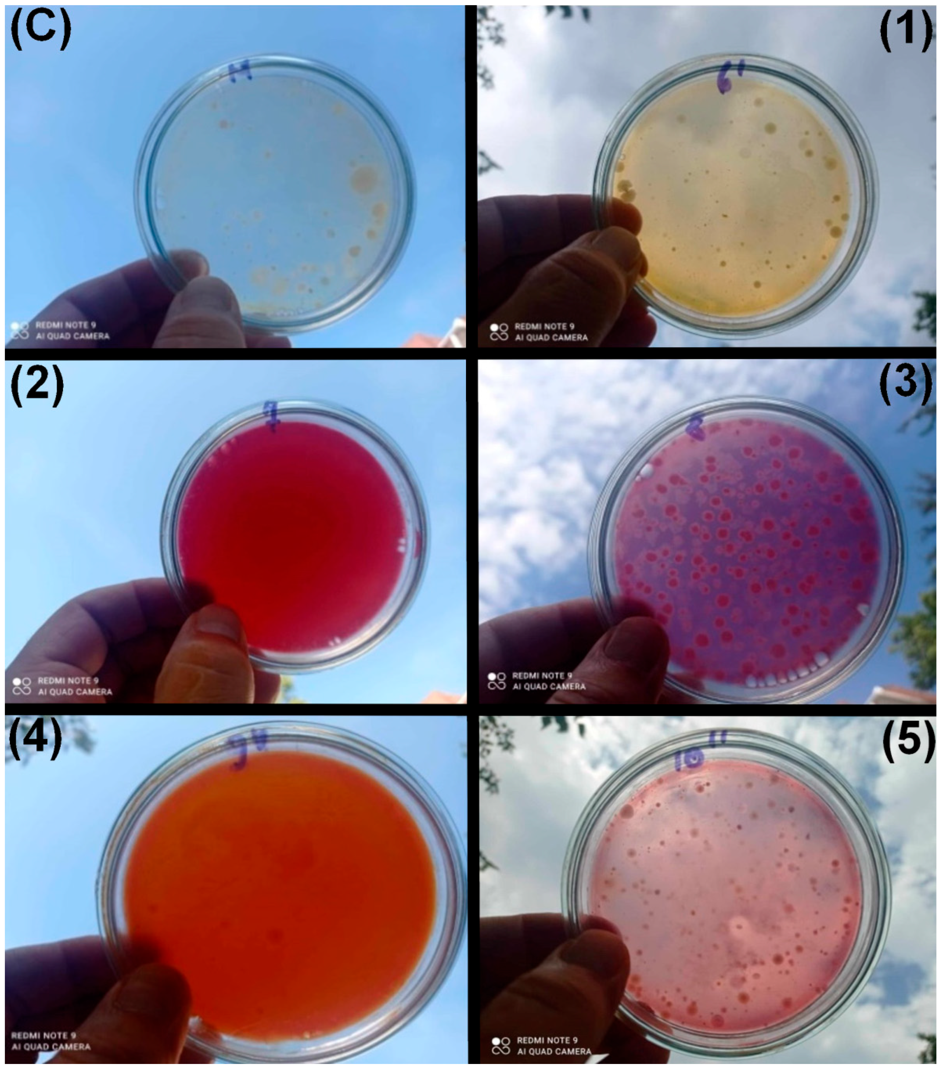 Processes 13 02505 g006
