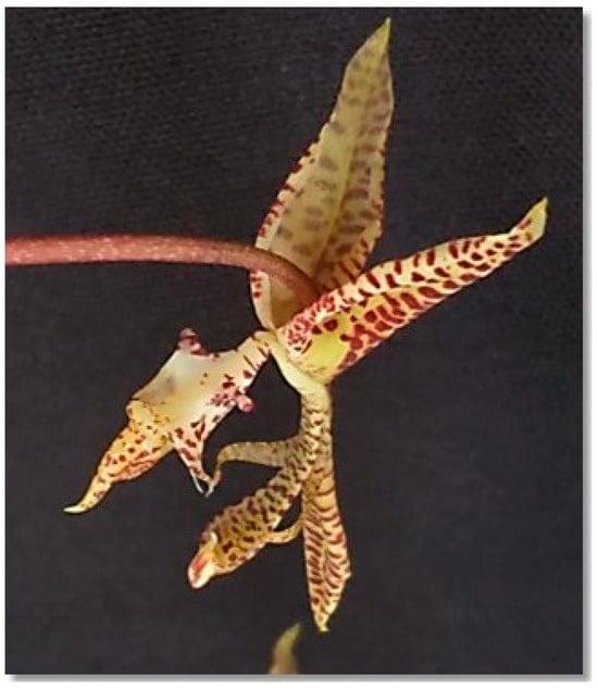 Processes 13 02950 g009