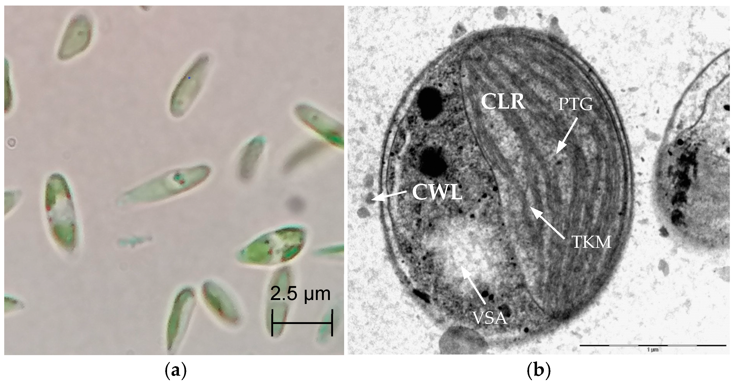 Processes 13 04041 g001