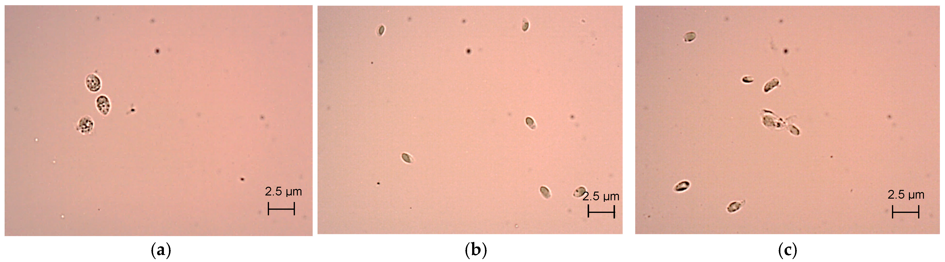 Processes 13 04041 g005