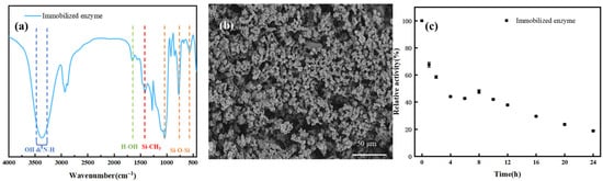 (a) FT-IR; (b) SEM characterization; (c) Thermal stability test of immobilized enzyme at 343.15 K.