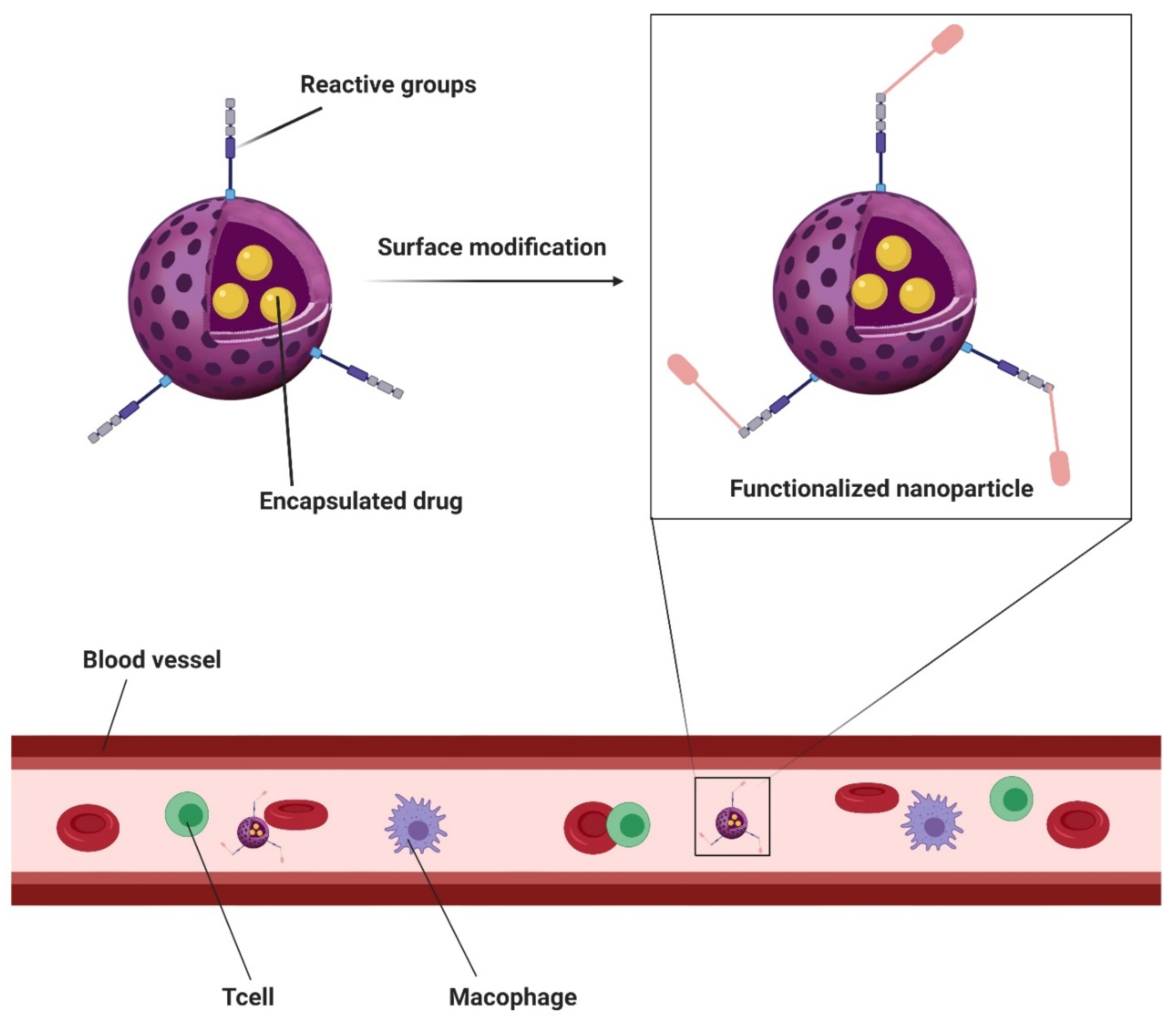 Prosthesis 02 00012 g007