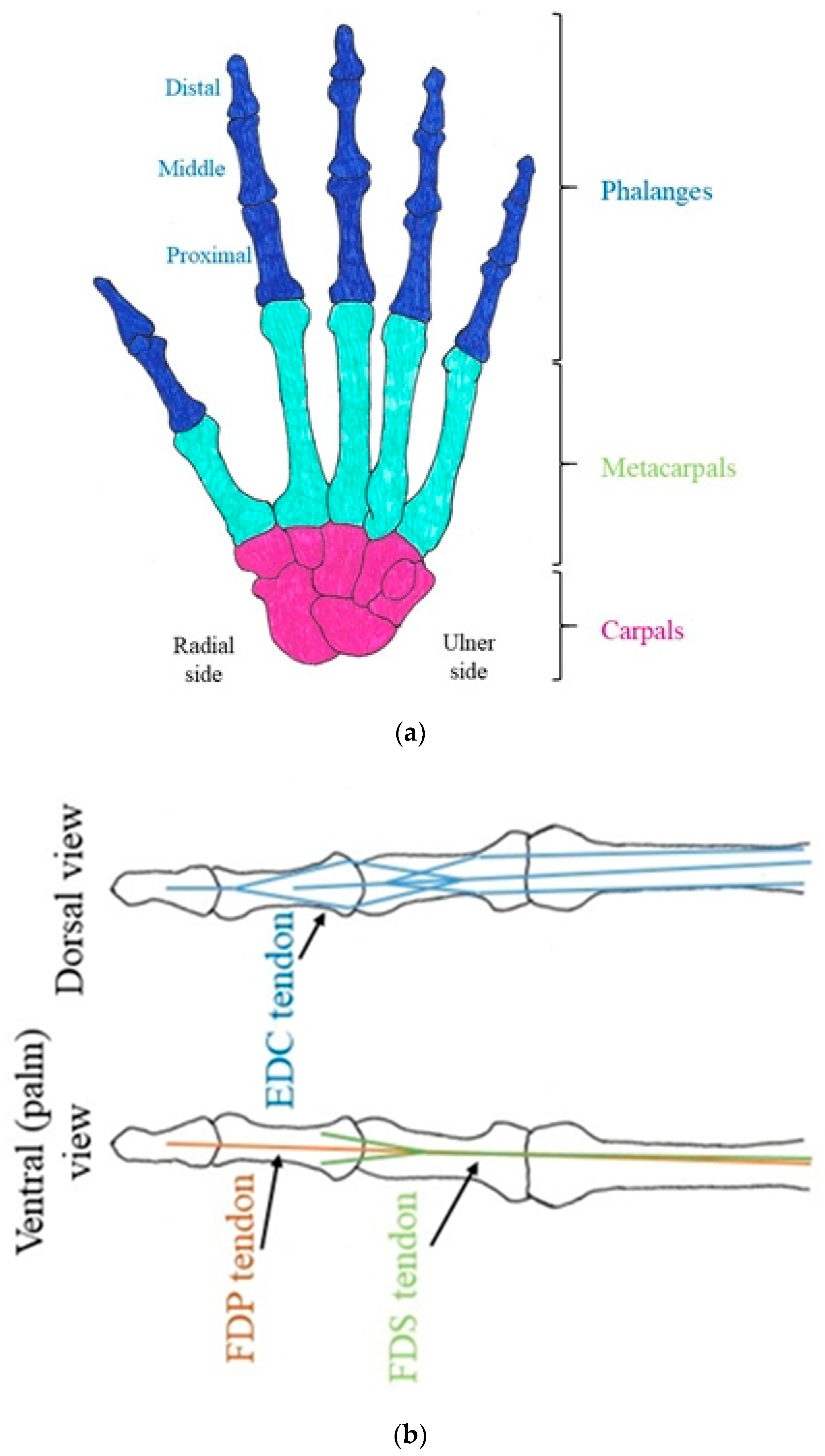 Prosthesis 02 00015 g001 Prosthesis 02 00015 g001