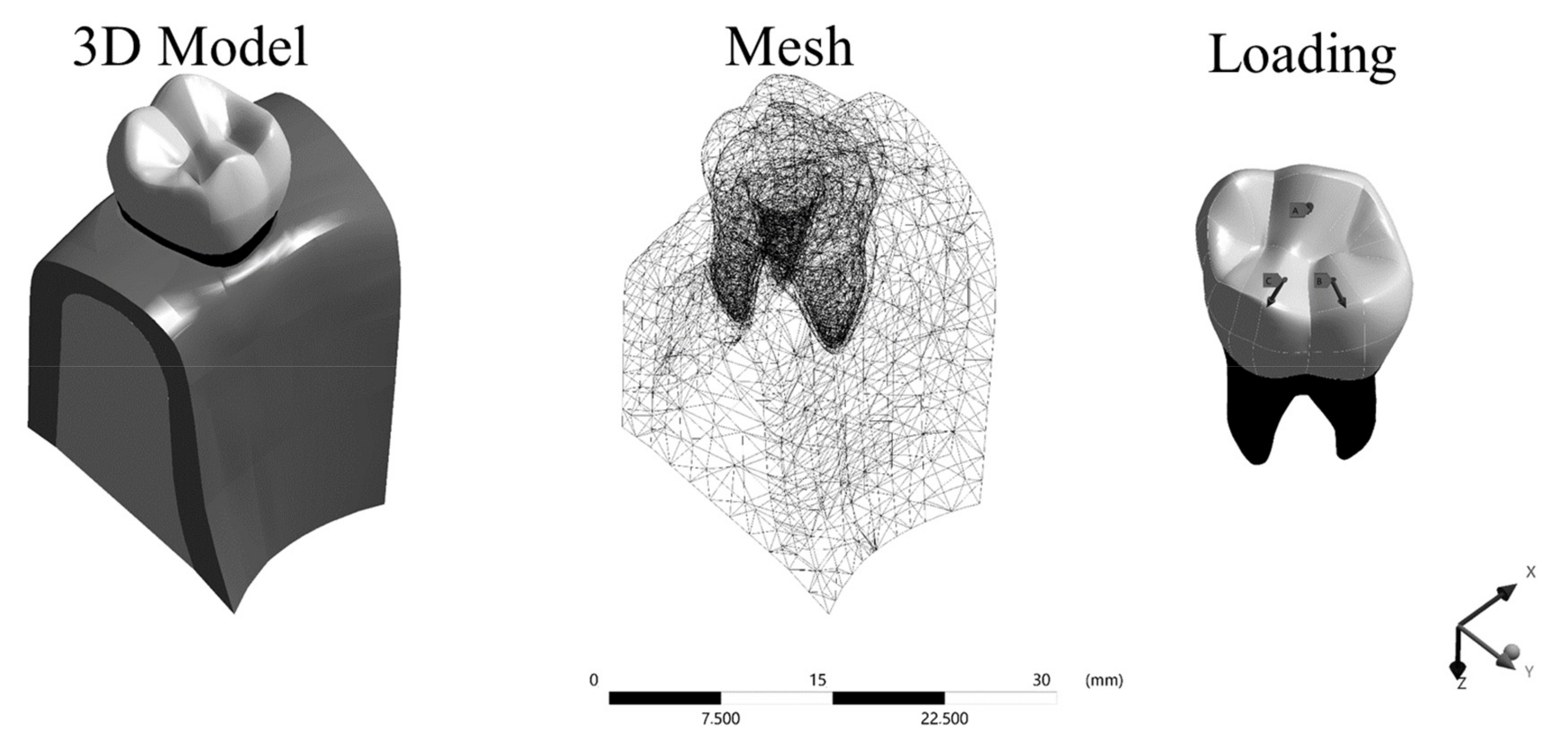 Prosthesis 03 00017 g002