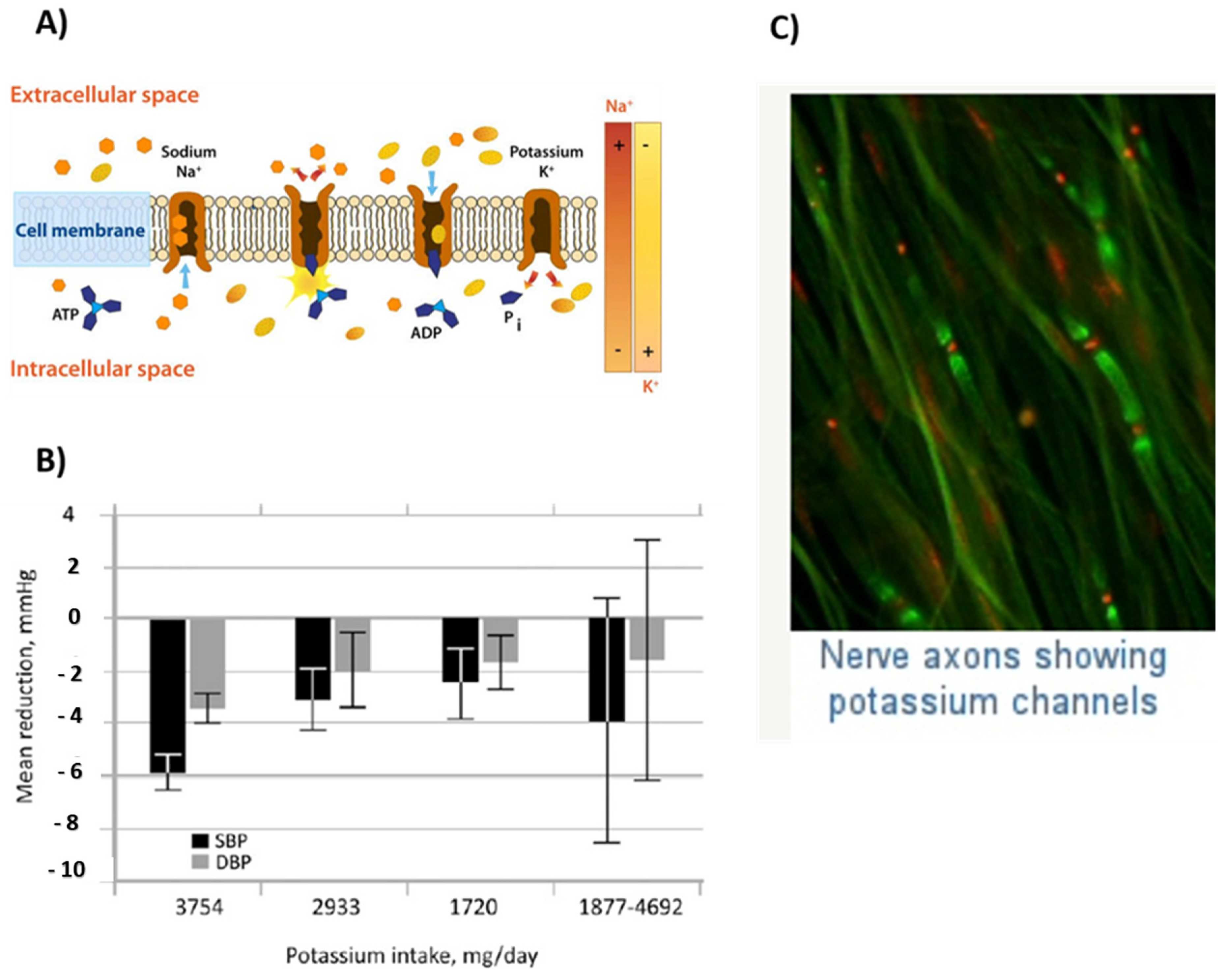 Prosthesis 04 00026 g009 Prosthesis 04 00026 g009