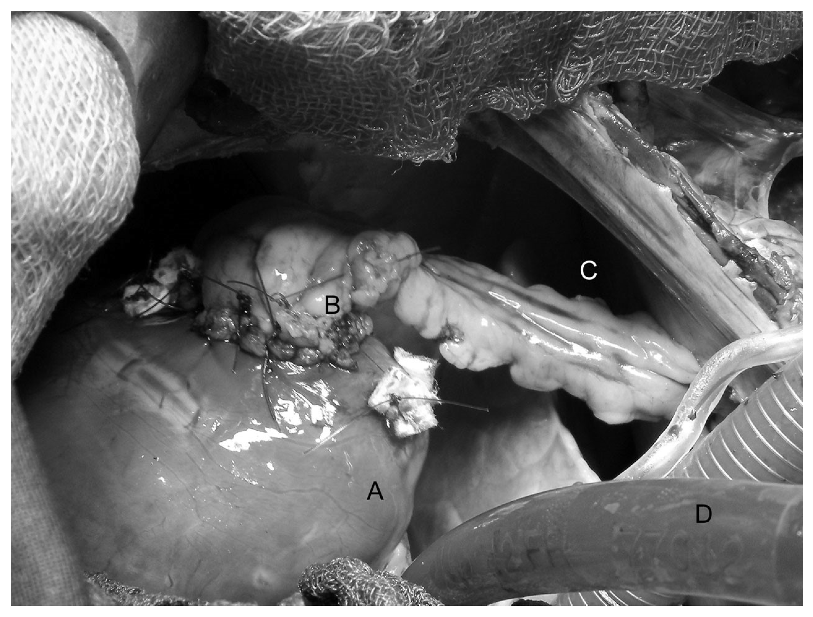 Prosthesis 05 00010 g002