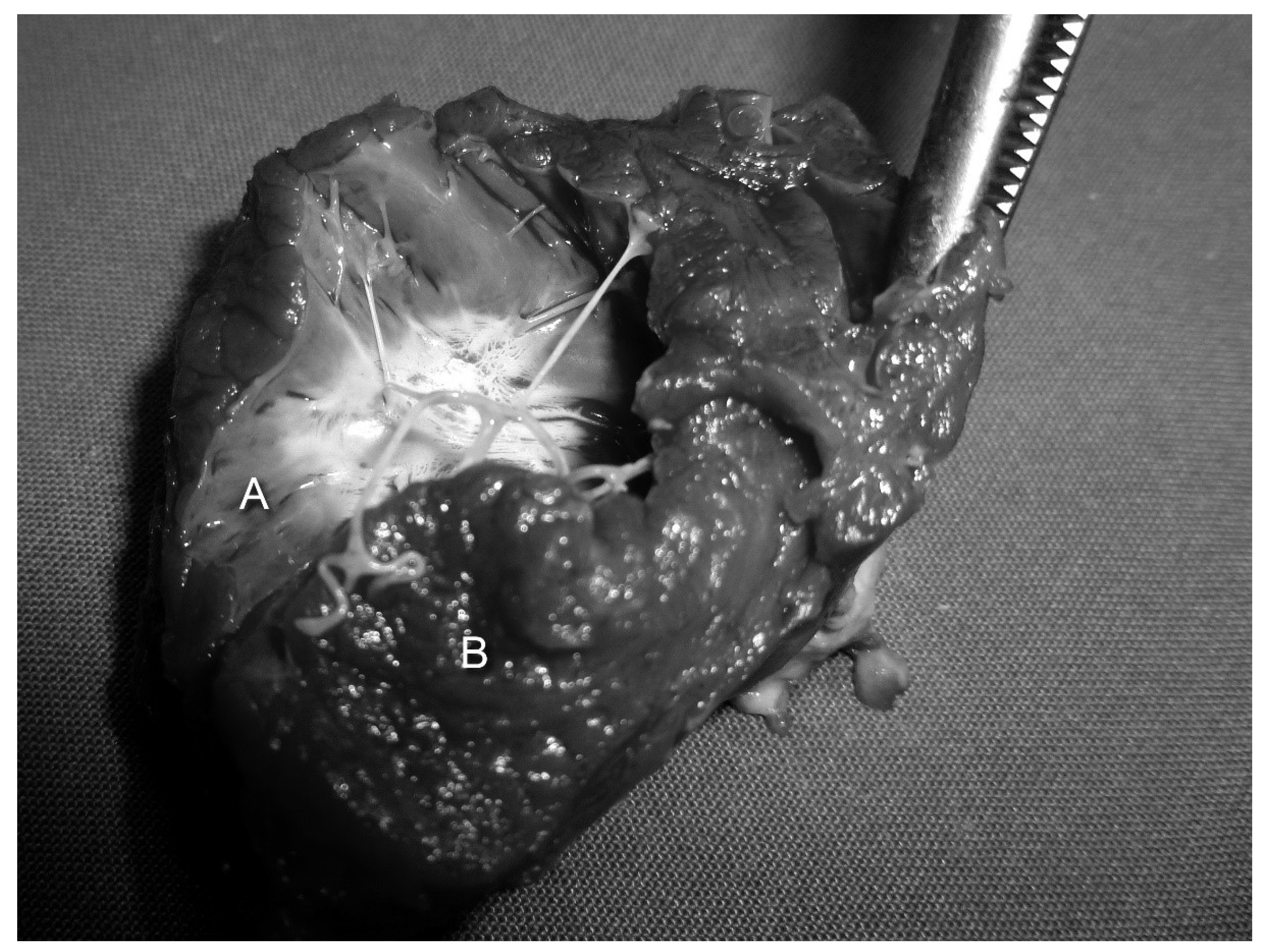 Prosthesis 05 00010 g006