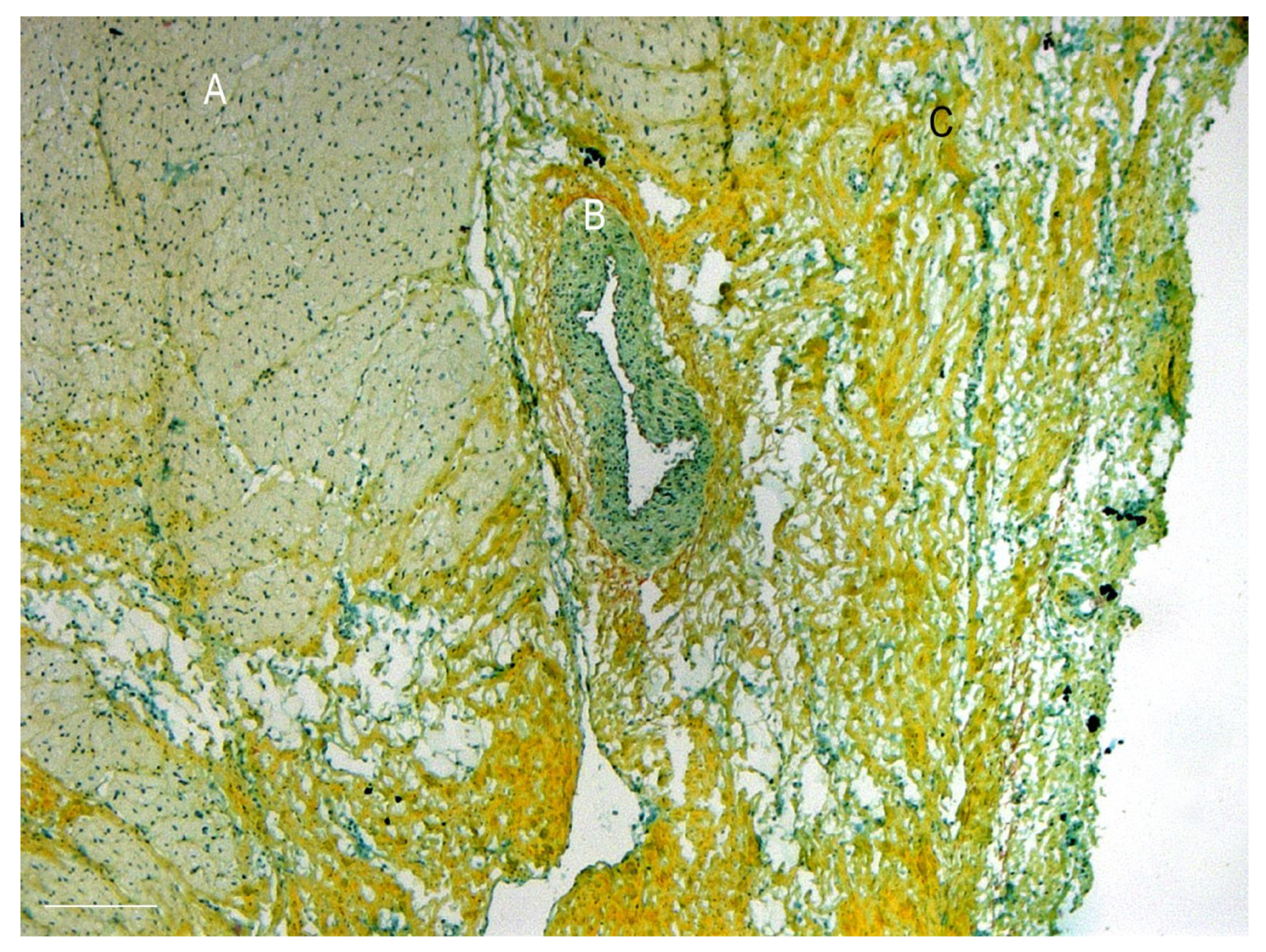 Prosthesis 05 00010 g008