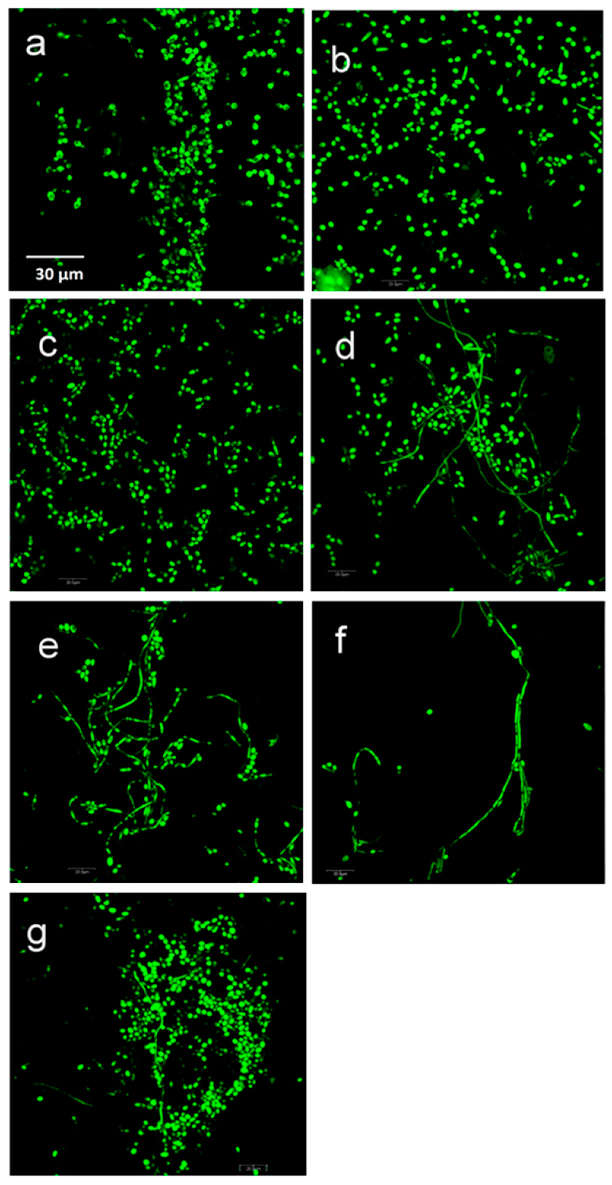 Prosthesis 05 00064 g007