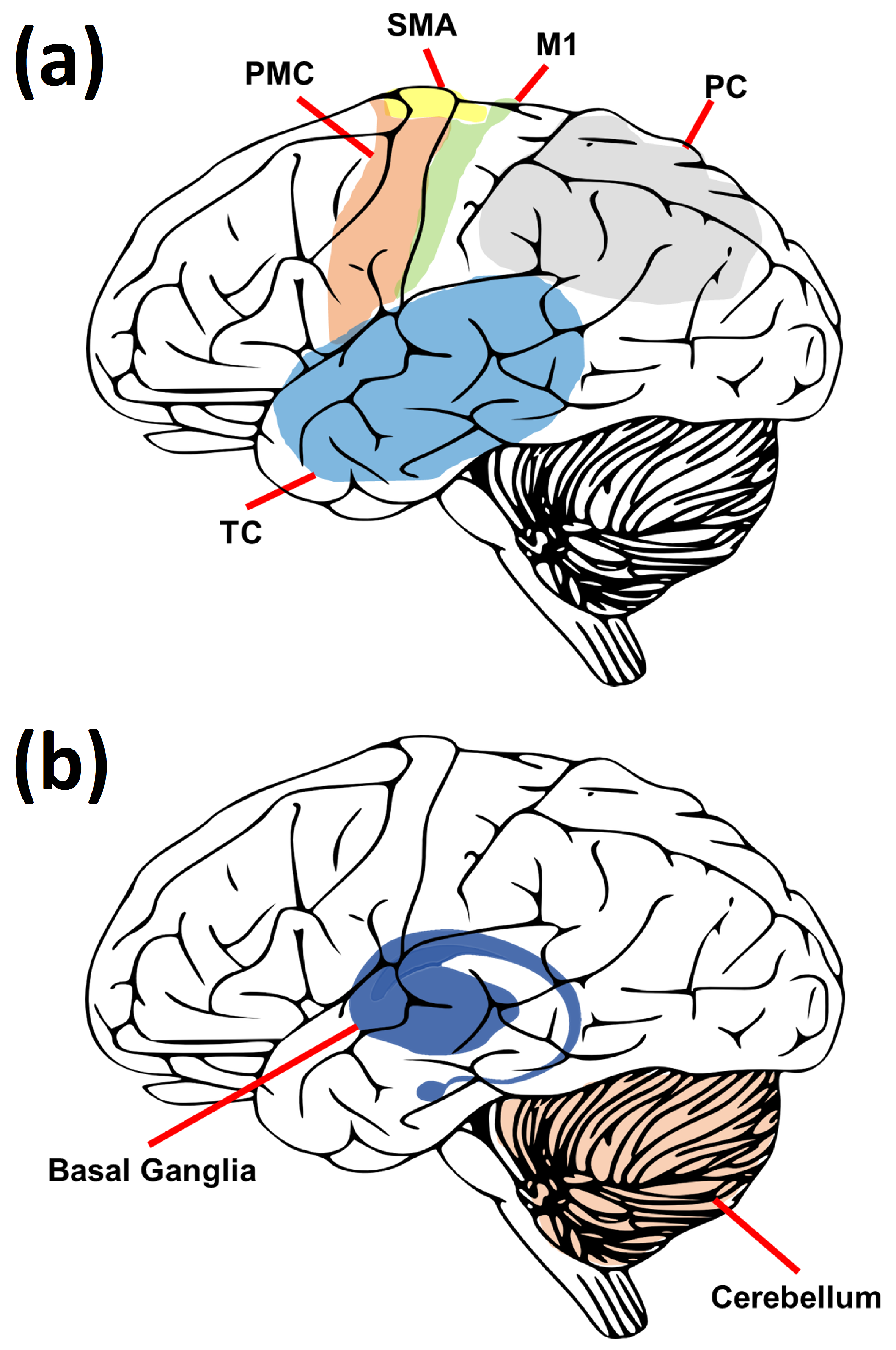 Prosthesis 05 00083 g001