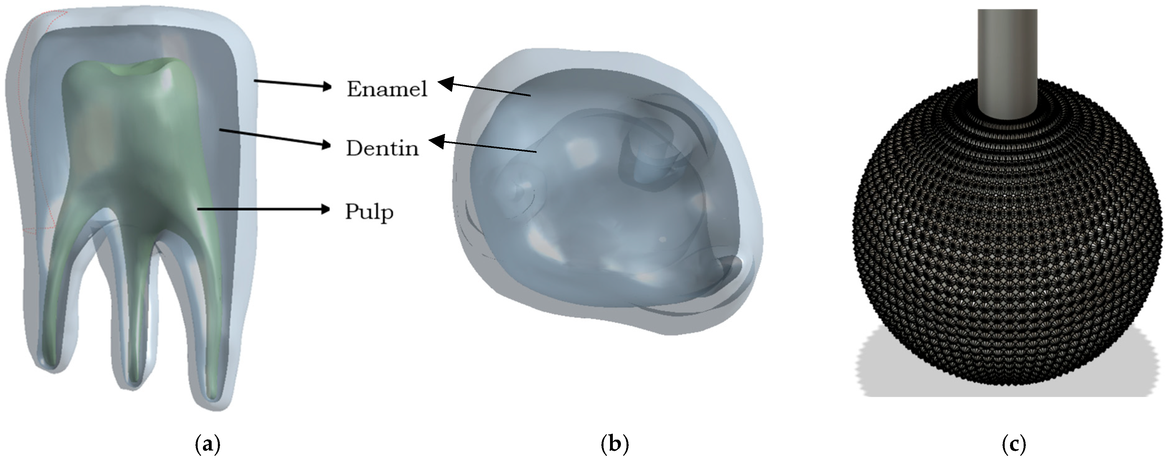 Prosthesis 07 00084 g002