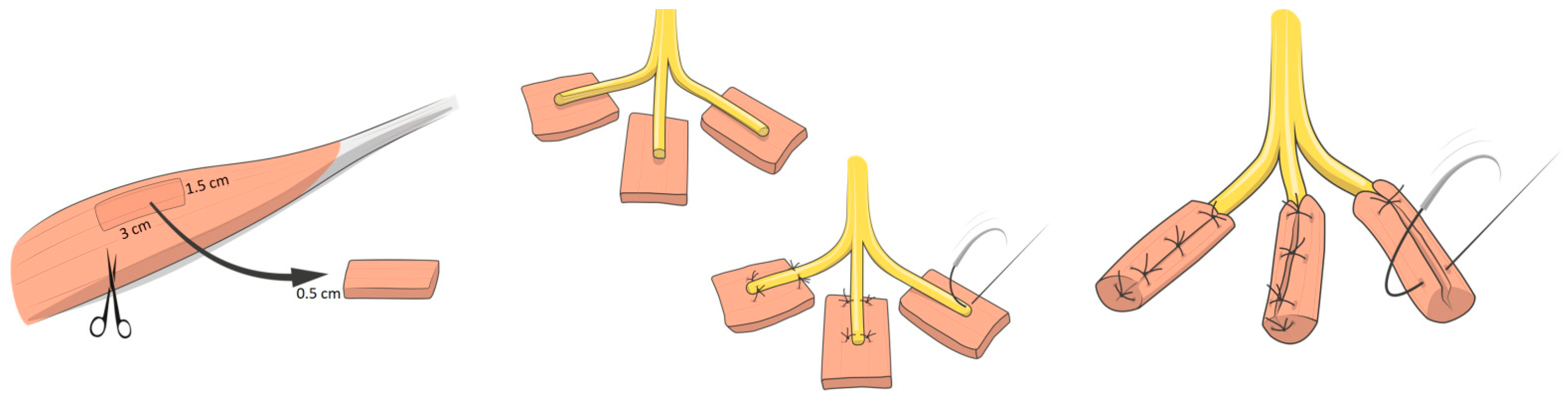 Prosthesis 07 00097 g001