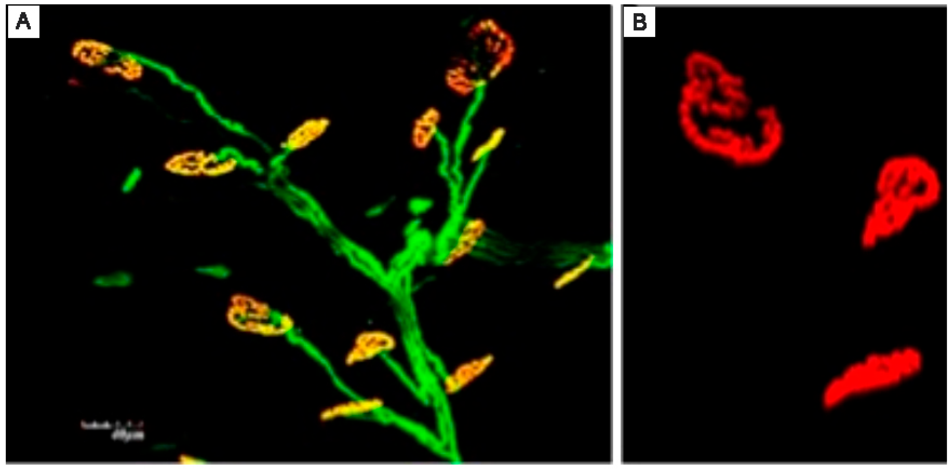 Prosthesis 07 00097 g002