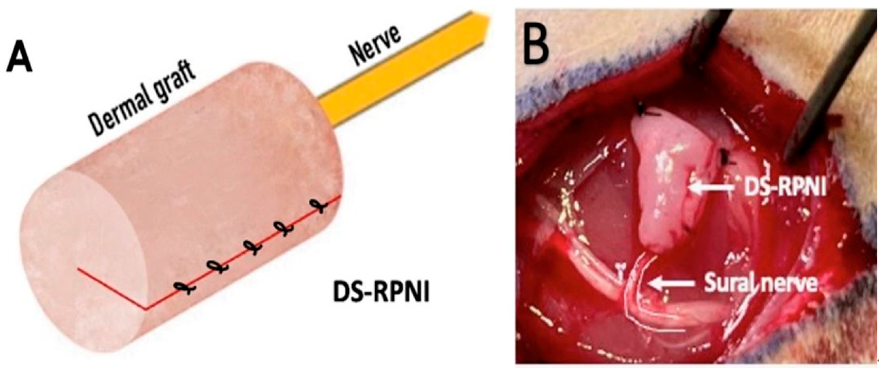 Prosthesis 07 00097 g003