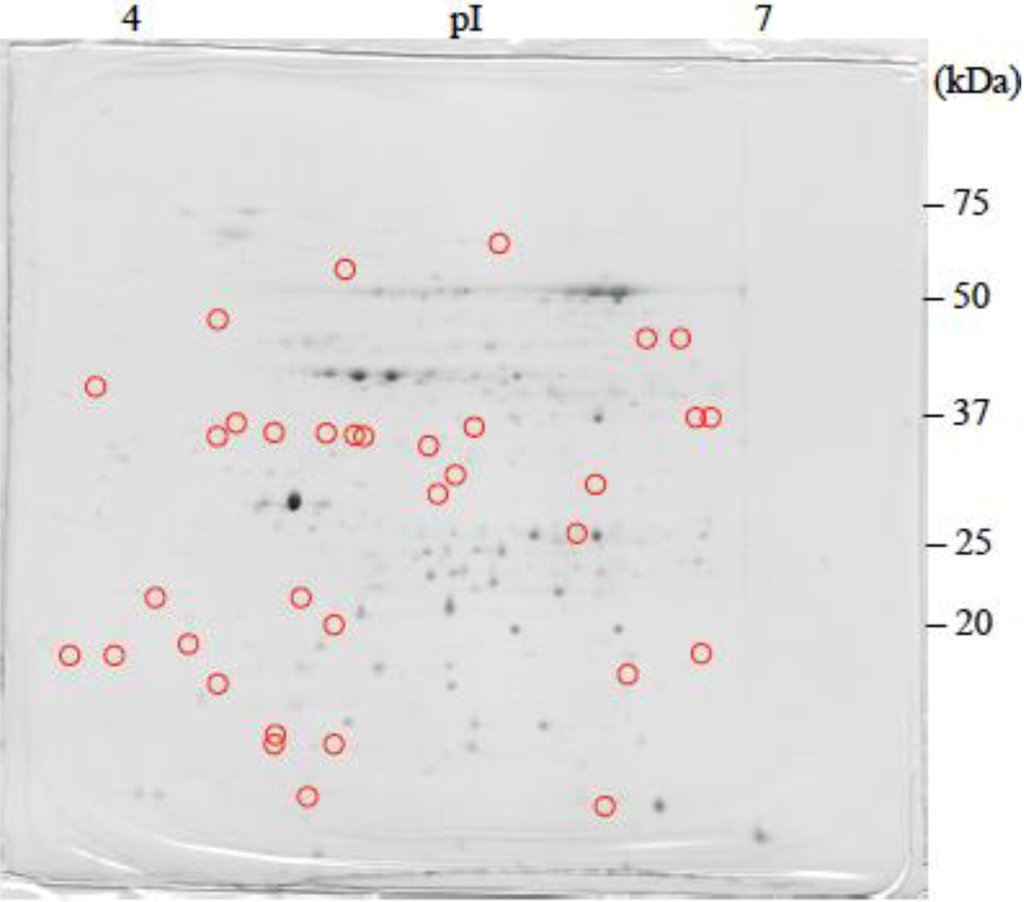 Proteomes 02 00323 g002 1024