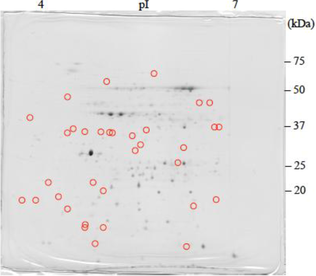 Proteomes 02 00323 g003 1024