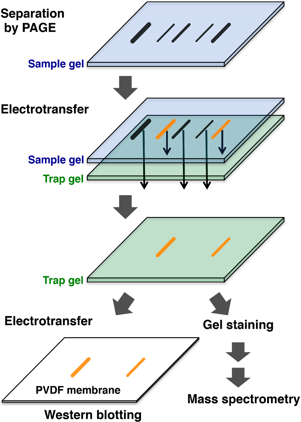 Proteomes 03 00042 g002 1024