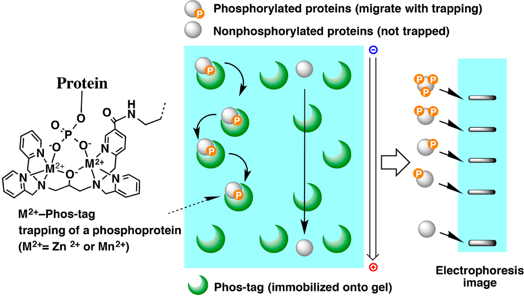 Proteomes 03 00042 g005 1024
