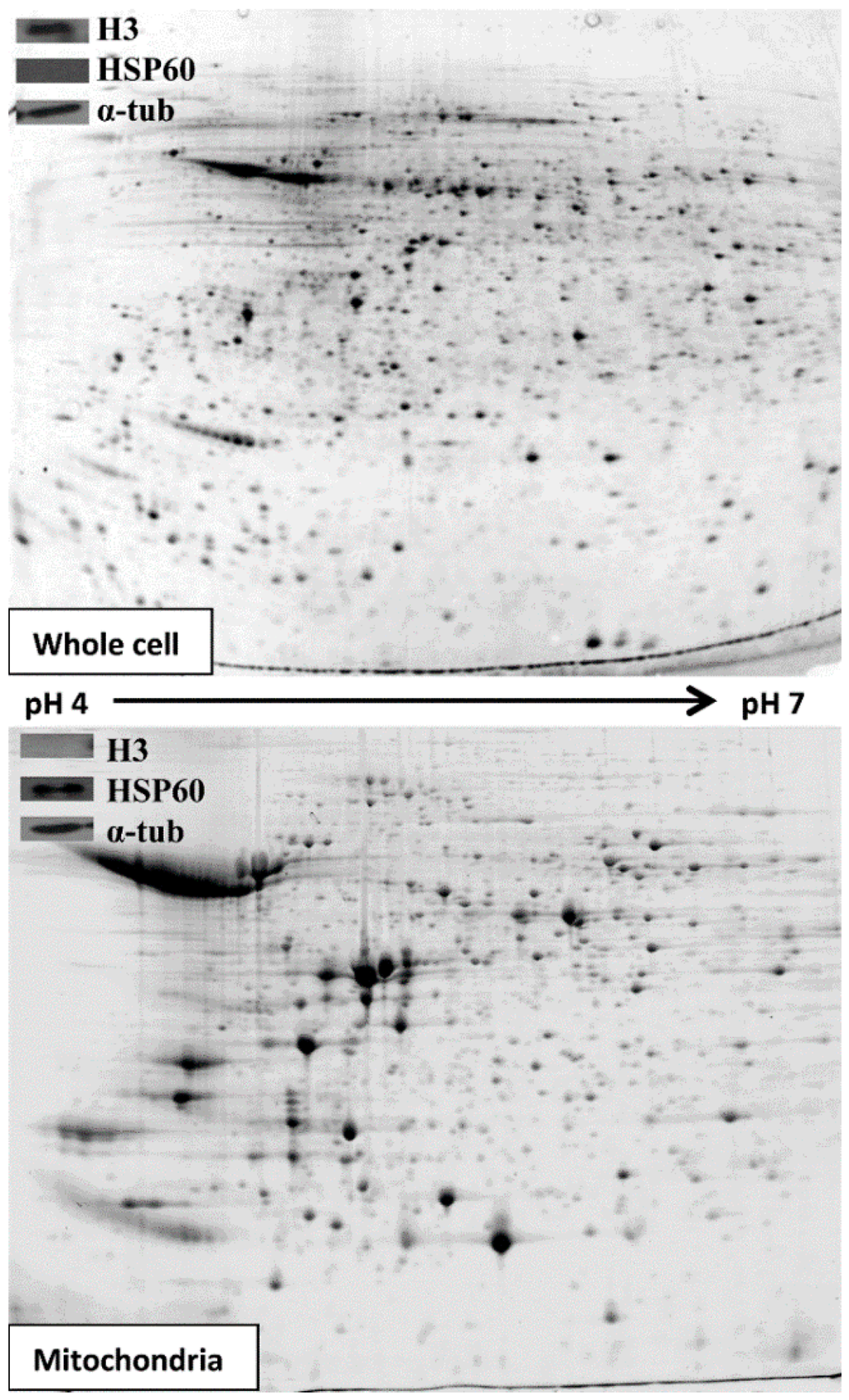 Proteomes 03 00328 g001 1024
