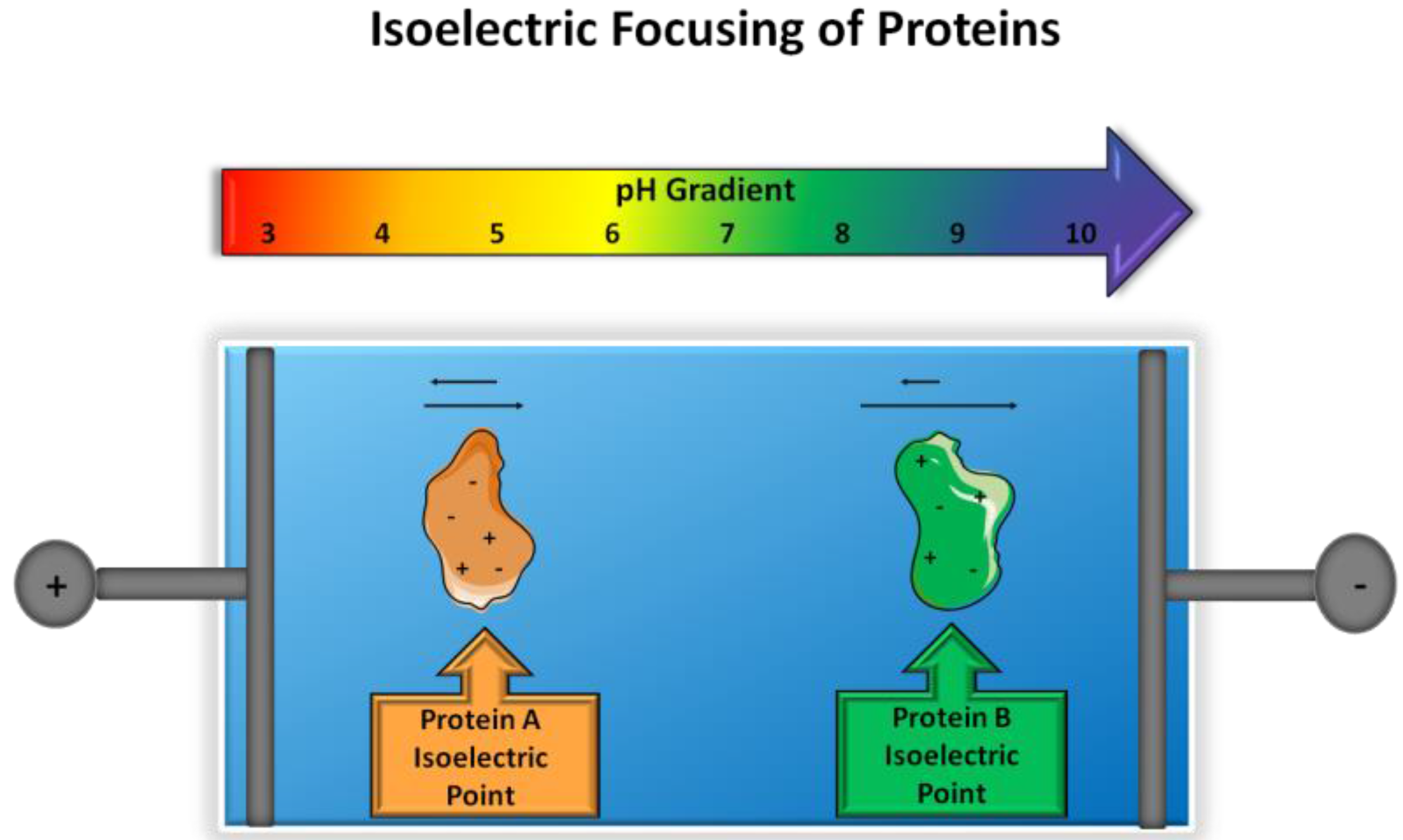 Proteomes 05 00004 g001