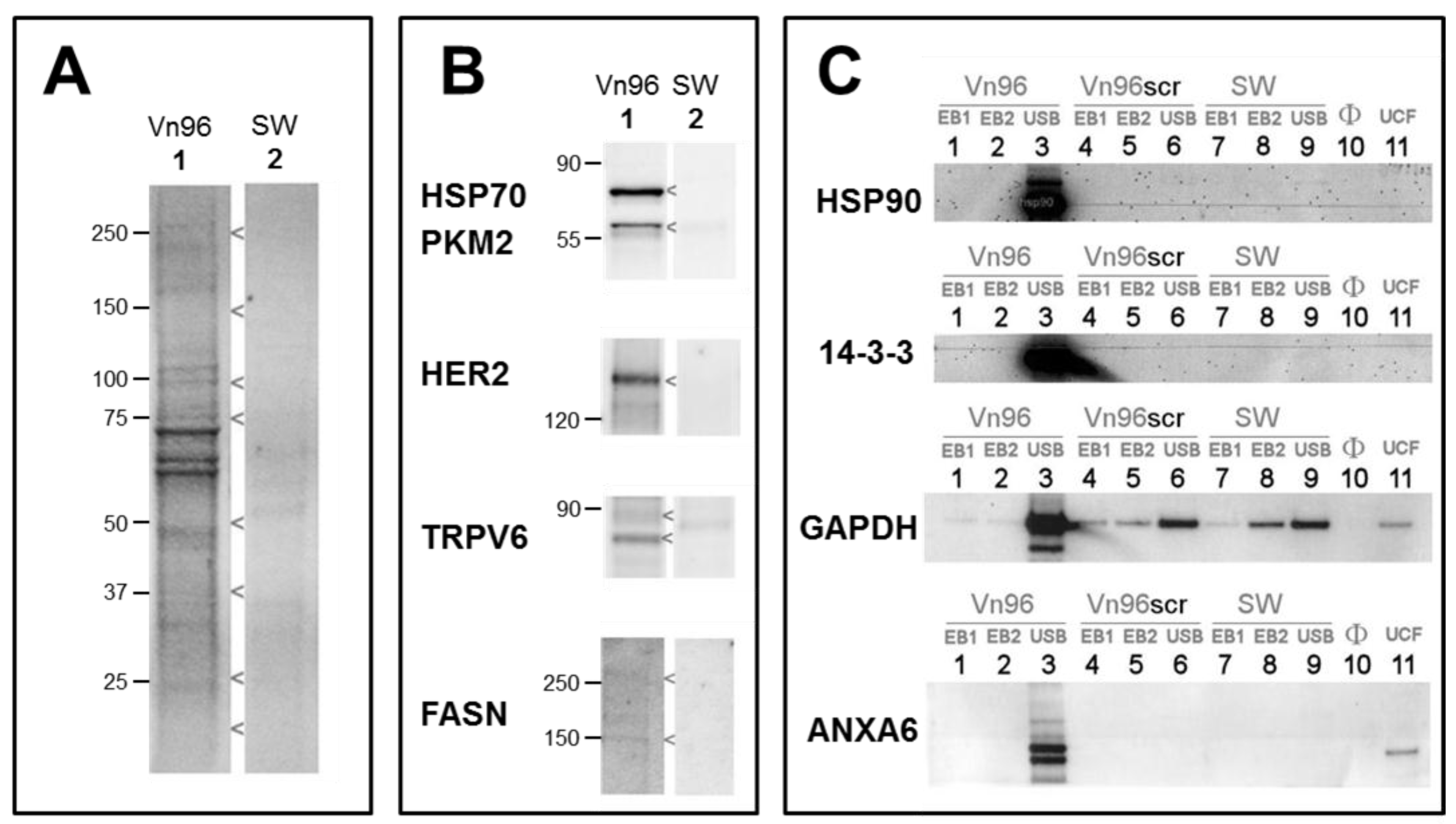 Proteomes 05 00025 g003