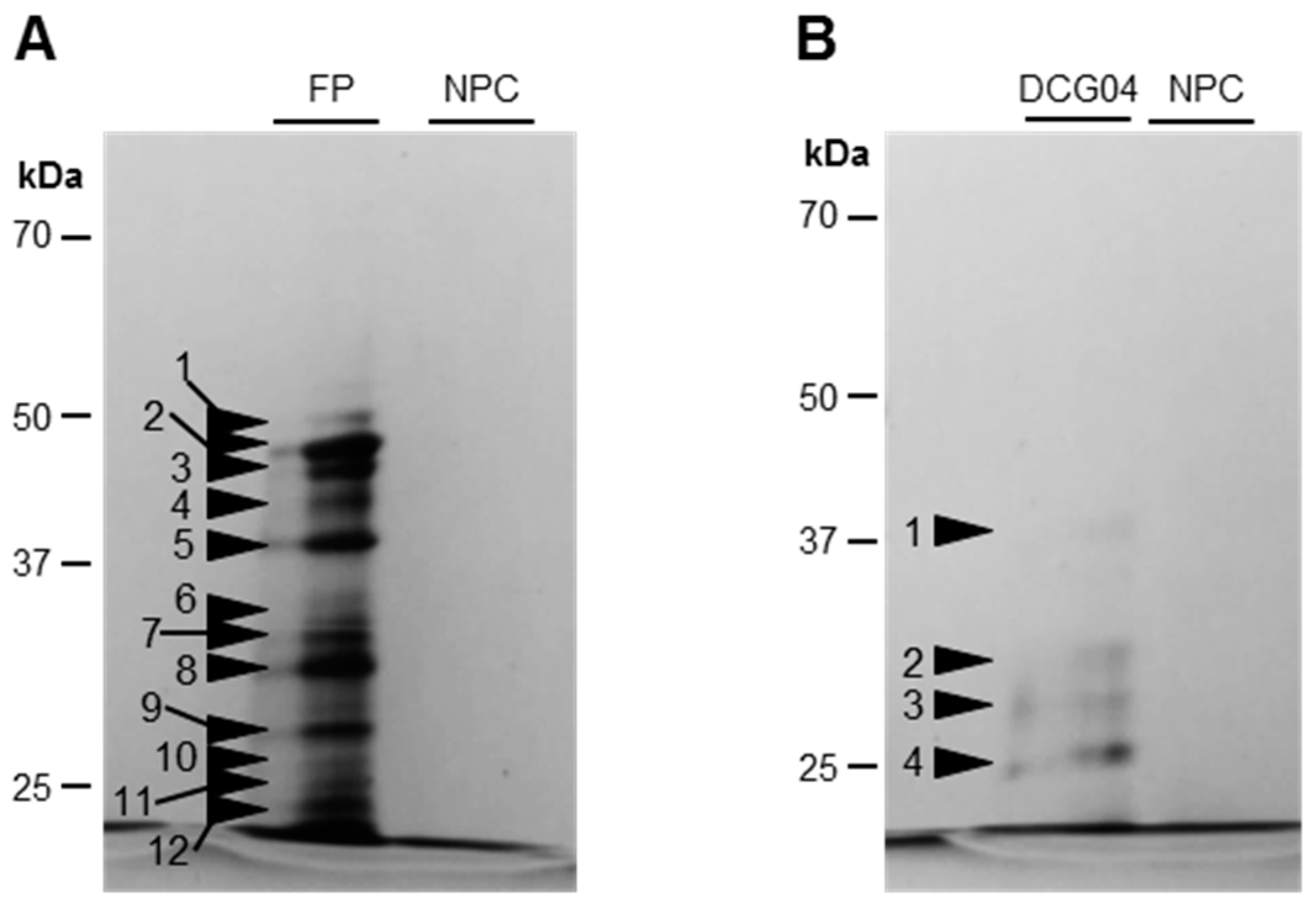 Proteomes 05 00029 g003 Proteomes 05 00029 g003