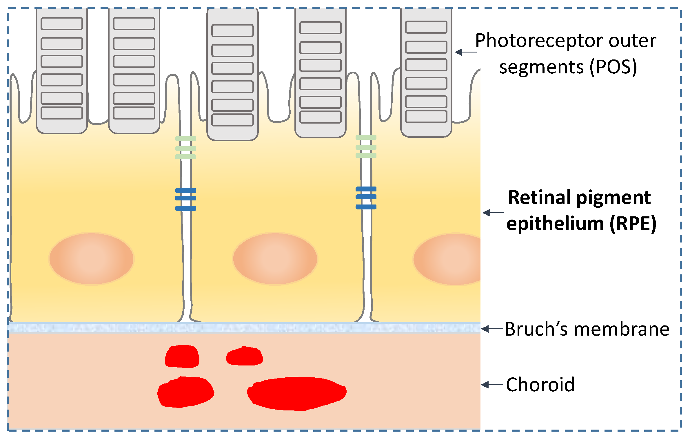 Proteomes 06 00022 g001