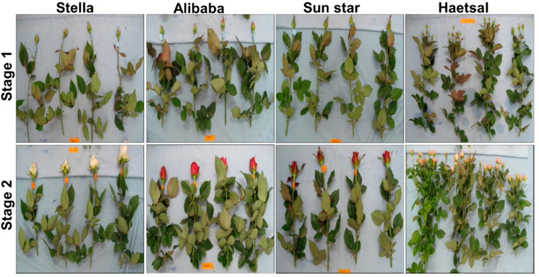 Proteomes 06 00025 g001